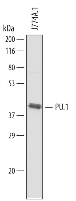 Detection of Mouse PU.1/Spi-1 antibody by Western Blot.