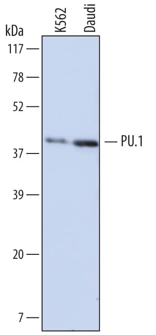 Detection of Human PU.1/Spi-1 antibody by Western Blot.