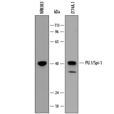 Detection of Mouse and Rat PU.1/Spi-1 antibody by Western Blot.