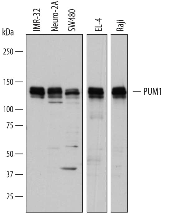 Detection of Human and Mouse PUM1 antibody by Western Blot.