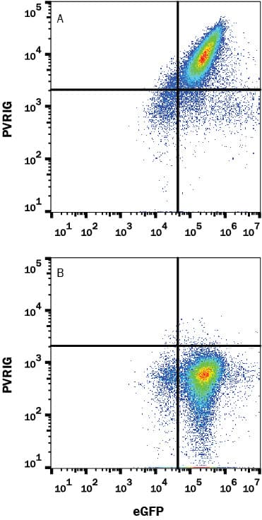 Detection of PVRIG antibody in HEK293 Human Cell Line Transfected with Human PVRIG and eGFP antibody by Flow Cytometry.