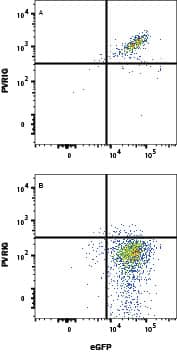 Detection of PVRIG antibody in HEK293 Human Cell Line Transfected with Human PVRIG and eGFP antibody by Flow Cytometry.