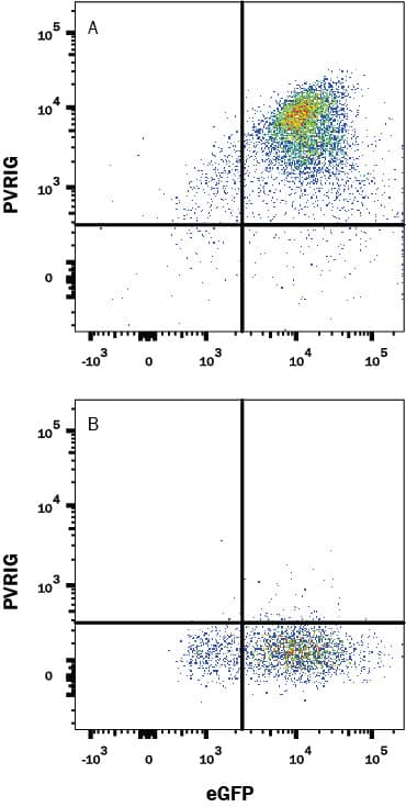 Detection of PVRIG antibody in HEK293 Human Cell Line Transfected with Human PVRIG and eGFP antibody by Flow Cytometry.