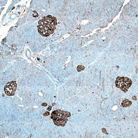 Pancreatic Polypeptide/PP antibody in Human Pancreas by Immunohistochemistry (IHC-P).