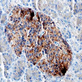 Pancreatic Polypeptide/PP antibody in Human Pancreas by Immunohistochemistry (IHC-P).