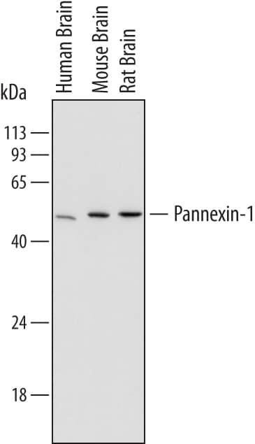 Detection of Human, Mouse, and Rat Pannexin-1 antibody by Western Blot.