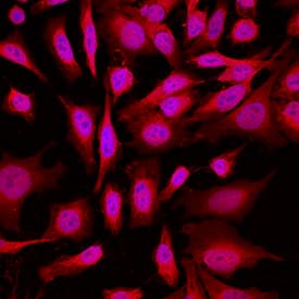 Park7/DJ-1 antibody in HeLa Human Cell Line by Immunocytochemistry (ICC).