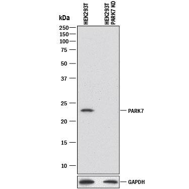 Western Blot Shows Human Park7/DJ-1 Antibody Specificity by Using Knockout Cell Line.
