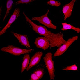 Park7/DJ-1 antibody in HeLa Human Cell Line by Immunocytochemistry (ICC).