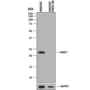 Western Blot Shows Human Park7/DJ-1 Antibody Specificity by Using Knockout Cell Line.