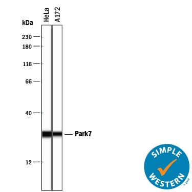 Detection of Human Park7/DJ-1 antibody by Simple WesternTM.