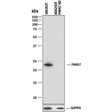Western Blot Shows Human Park7/DJ-1 Antibody Specificity by Using Knockout Cell Line.