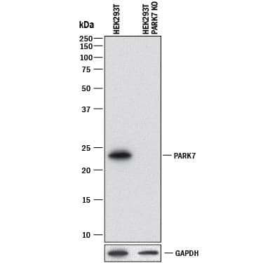 Western Blot Shows Human Park7/DJ-1 Antibody Specificity by Using Knockout Cell Line.