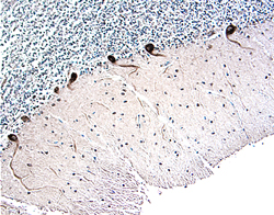 Parkin antibody in Human Brain by Immunohistochemistry (IHC-P).