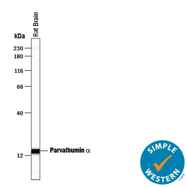 Detection of Rat Parvalbumin a antibody by Simple WesternTM.