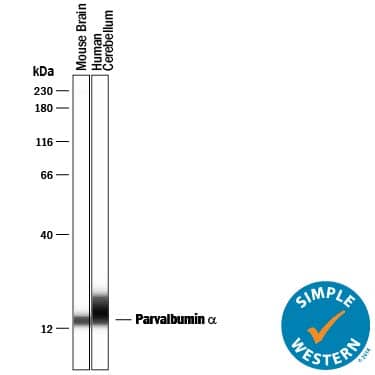 Detection of Human and Mouse Parvalbumin a antibody by Simple WesternTM.