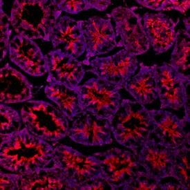 Patched 2/PTCH2 antibody in Mouse Testis by Immunohistochemistry (IHC-Fr).