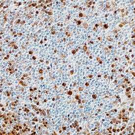 Pax5/BSAP antibody in Human Tonsil by Immunohistochemistry (IHC-P).