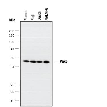 Detection of Human Pax5/BSAP antibody by Western Blot.