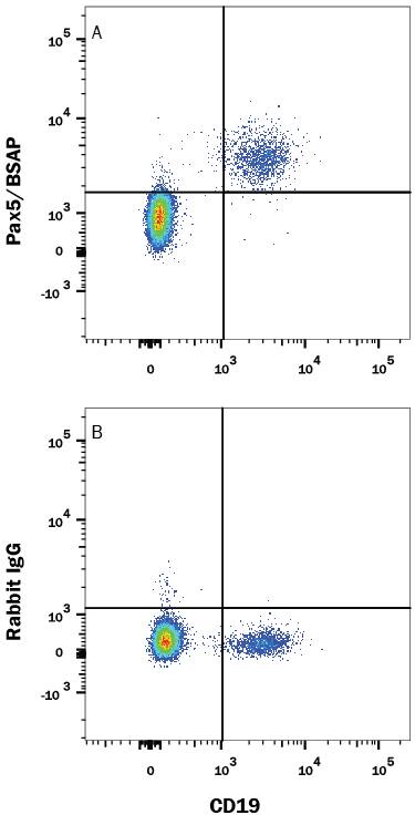 Detection of Pax5/BSAP antibody in Human PBMCs antibody by Flow Cytometry.