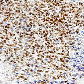 Pax5/BSAP antibody in Mouse Embryo by Immunohistochemistry (IHC-Fr).