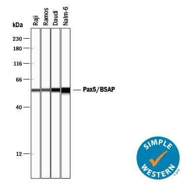 Detection of Human Pax5/BSAP antibody by Simple WesternTM.