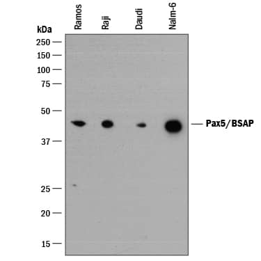 Detection of Human Pax5/BSAP antibody by Western Blot.