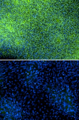Pax6 antibody in SA01 Human Embryonic Stem Cells by Immunocytochemistry (ICC).