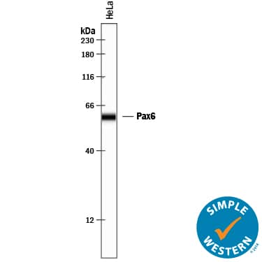 Detection of Human Pax6 antibody by Simple WesternTM.