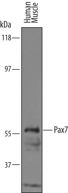 Detection of Human Pax7 antibody by Western Blot.