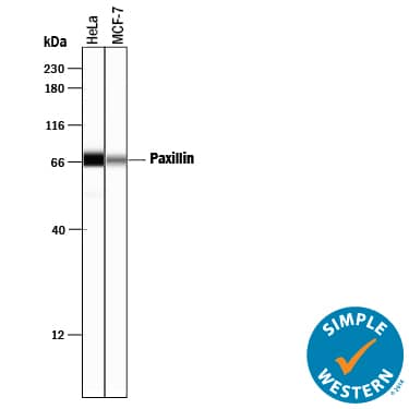 Detection of Human Paxillin antibody by Simple WesternTM.