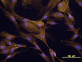 Paxillin antibody in Detroit 551 Human Cell Line by Immunocytochemistry (ICC).