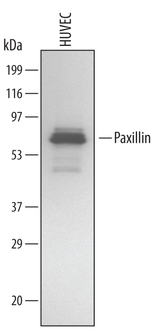 Detection of Human Paxillin antibody by Western Blot.