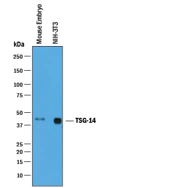 Detection of Mouse Pentraxin 3/TSG-14 antibody by Western Blot.