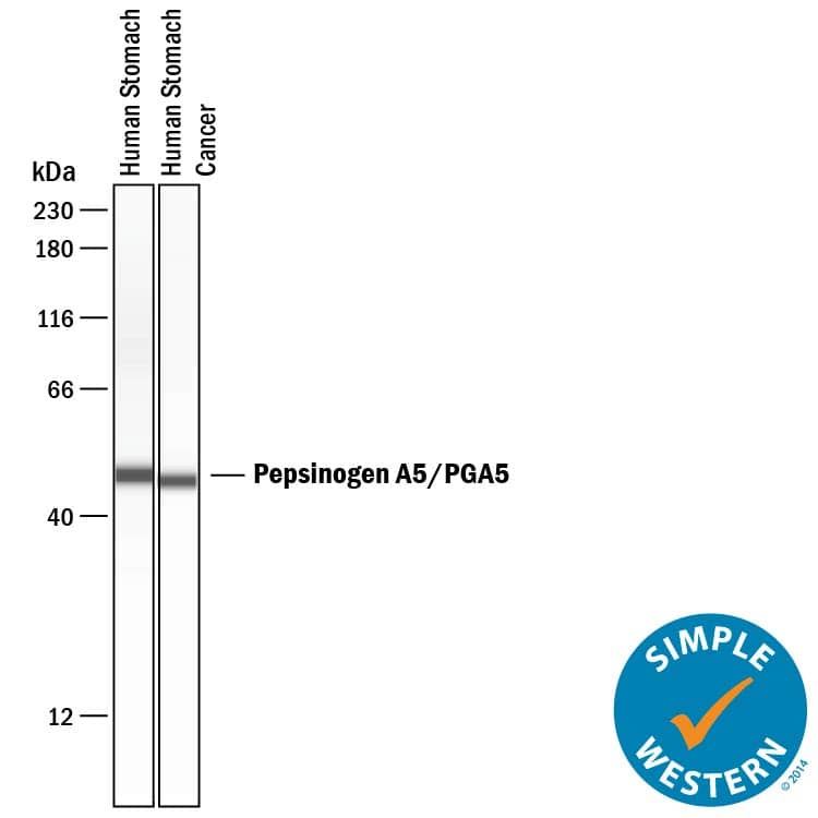 Detection of Human Pepsinogen A5/PGA5 antibody by Simple WesternTM.