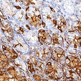 Pepsinogen A5/PGA5 antibody in Human Stomach by Immunohistochemistry (IHC-P).