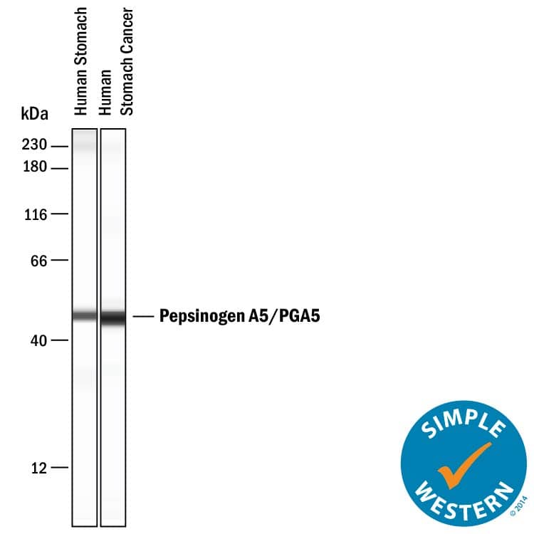 Detection of Human Pepsinogen A5/PGA5 antibody by Simple WesternTM.