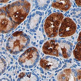 Pepsinogen A antibody in Human Stomach by Immunohistochemistry (IHC-P).