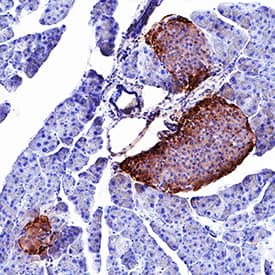 Peptide YY antibody in Human Pancreas by Immunohistochemistry (IHC-P).