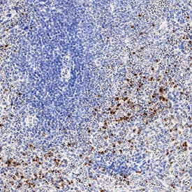 Perforin antibody in Human Spleen by Immunohistochemistry (IHC-P).