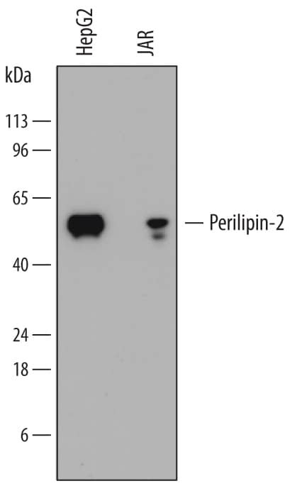 Detection of Human Perilipin-2 antibody by Western Blot.