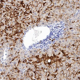 Perilipin-2 antibody in Human Liver by Immunohistochemistry (IHC-P).