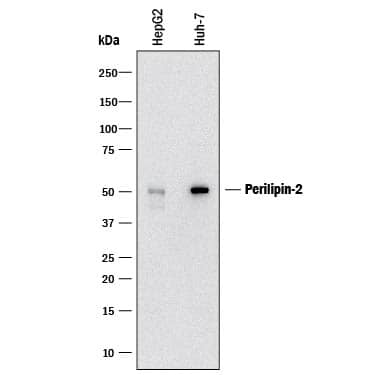 Detection of Human Perilipin-2 antibody by Western Blot.