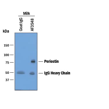 Immunoprecipitation of Human Periostin/OSF-2.