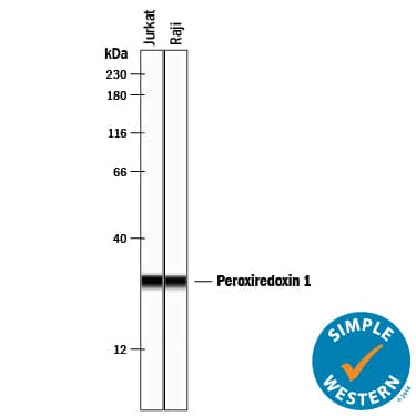 Detection of Human Peroxiredoxin 1 antibody by Simple WesternTM.