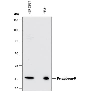 Detection of Human Peroxiredoxin 6 antibody by Western Blot.