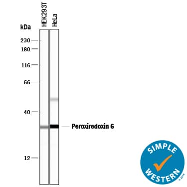 Detection of Human Peroxiredoxin 6 antibody by Simple WesternTM.