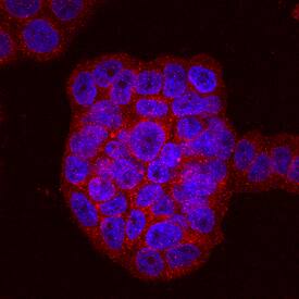 Phospholipid Scramblase 1/PLSCR1 antibody in HT-29 Human Cell Line by Immunocytochemistry (ICC).