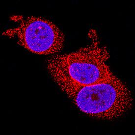 Pin1 antibody in MCF-7 Human Cell Line by Immunocytochemistry (ICC).