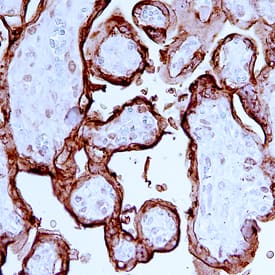 Placental Lactogen/CSH1 antibody in Human Placenta by Immunohistochemistry (IHC-P).